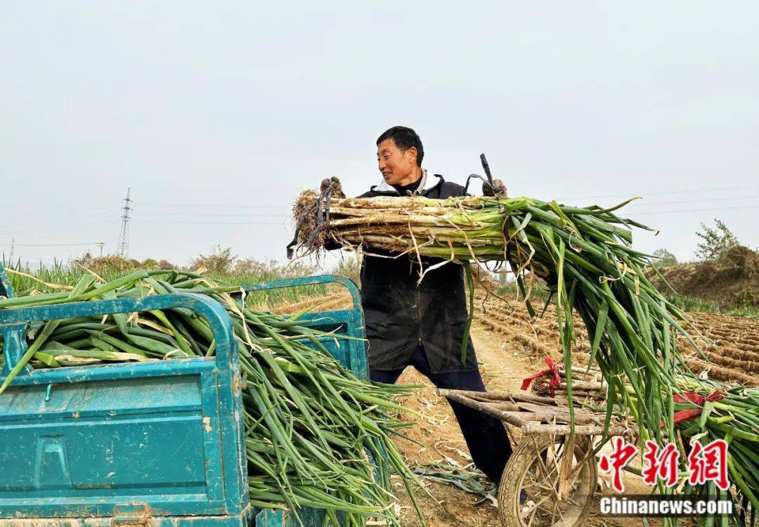 比姚明高一头！这里的大葱靠什么猛“长个”？